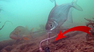 Реакция рыбы на пучок Земляных червей! Подводная съемка