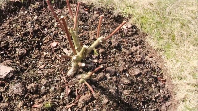 ОБРЕЗАЙТЕ ГОРТЕНЗИЮ ПО НАУКЕ И БУДУТ ОГРОМНЫЕ СОЦВЕТИЯ И ОБИЛЬНОЕ ЦВЕТЕНИЕ смотреть онлайн