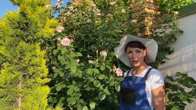 Чим підживити троянди влітку.Хлороз. Добриво з попелу. смотреть онлайн