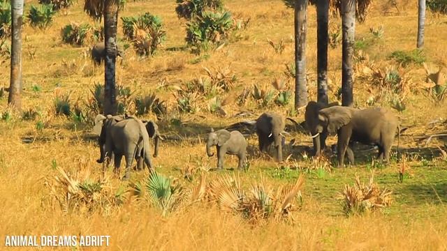 4K African Wildlife: Mudumu National Park, Africa - Relaxation Film With African Music смотреть онлайн