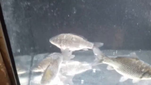 Аквариум на даче смотреть онлайн