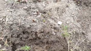 Флокс шиловидный размножение, черенкование весной