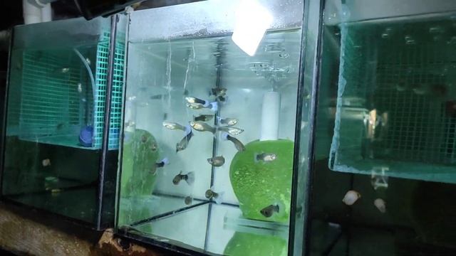 Ох как ДАНИО порадовали и другое... смотреть онлайн