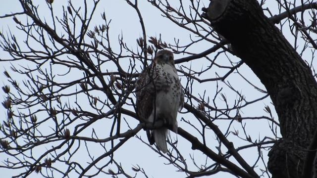 Metro North Red-tail смотреть онлайн