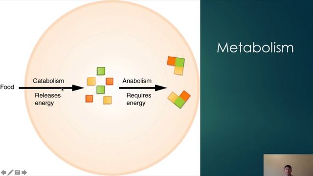 NAU BIO 201 - Lecture 2 - Intro, Homeostasis, Regions смотреть онлайн