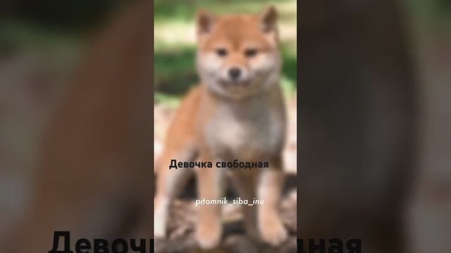 Малышка свободная #сибаину #шибаину #щенкисибаину #питомниксибаину #сибаинумосква #москвашибаину смотреть онлайн