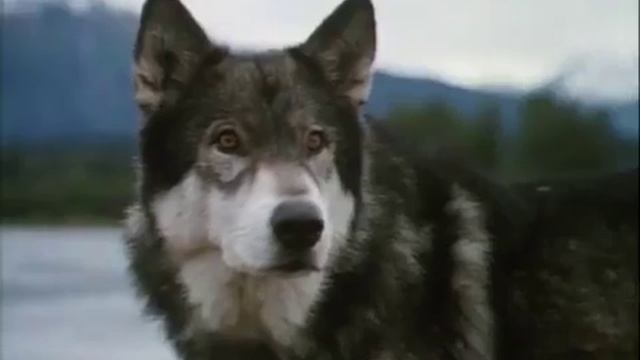 white fang (1991) - film смотреть онлайн