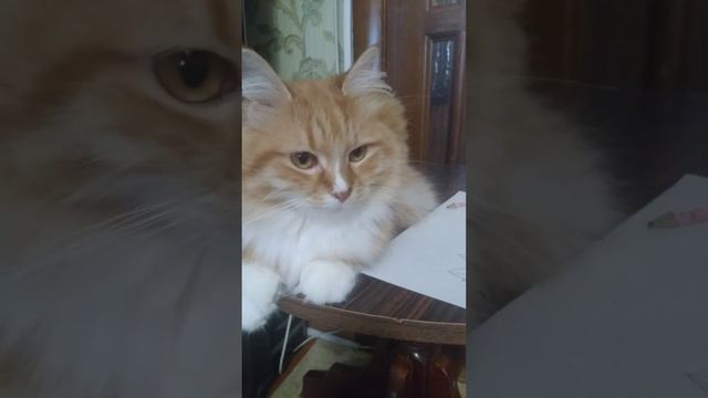 делаем игру из бумаги по истории про Лису Мурку и Косму смотреть онлайн