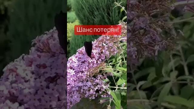 Притча о бабочке. В борьбе сила, навык, опыт. смотреть онлайн