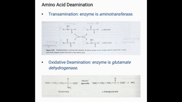 Amino Acid Catabolism смотреть онлайн
