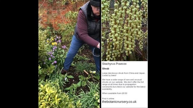 Foxglove Planting Tips from The Botanic Nursery online смотреть онлайн