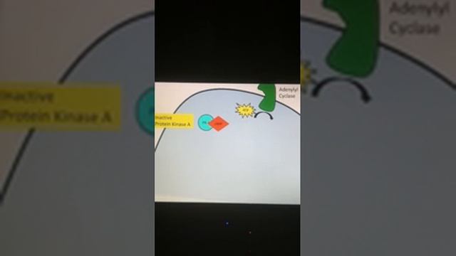 Signal transduction pathway/phosphorylation cascade смотреть онлайн