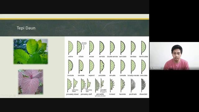 Botani Farmasi - Morfologi Tumbuhan Organ Vegetatif смотреть онлайн