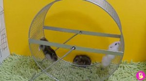 ШкОЛА ХоМЯЧКОВ/ УРоК ФИЗКУЛЬТУРЫ ХоМЯЧКИ СДАЮТ ЭКЗАМЕН ПО БЕГУ В КОЛЕСЕ