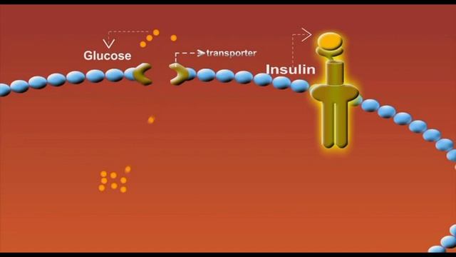 Glucose Transporters animation смотреть онлайн