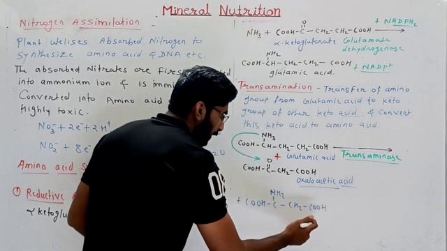 Nitrogen assimilation | Amino acid formation || Part 21 || Plant growth and mineral nutrition смотреть онлайн
