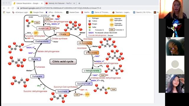 Cellular Respiration Part 2 смотреть онлайн