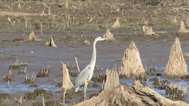 Great Blue Heron lands смотреть онлайн
