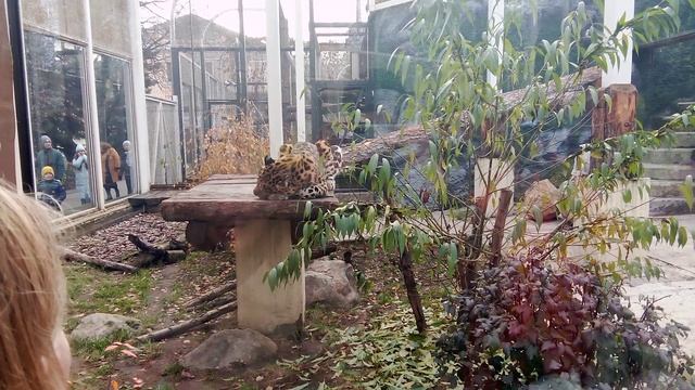 Московский зоопарк. Дальневосточный леопард.