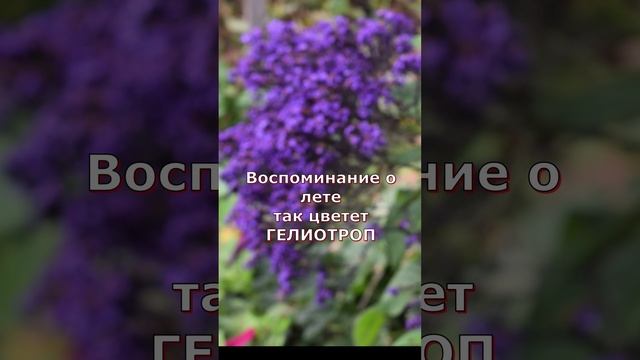 Так цветёт ГЕЛИОТРОП смотреть онлайн