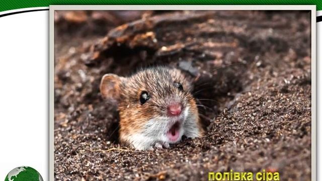 Природні зони світу смотреть онлайн