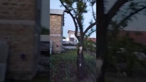 кремлёвский персик 🍑 уже проснулся и привык терпим 3 года до первого урожая