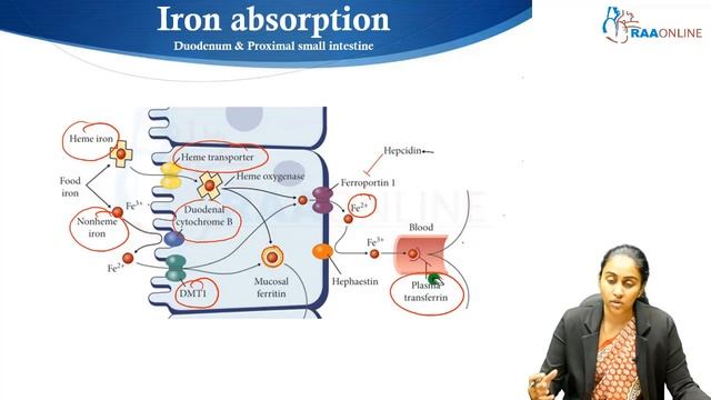 Iron Deficiency Anemia and Megaloblastic Anemia | HBT - Hematopoietic Disorders | Raaonline #anemia смотреть онлайн