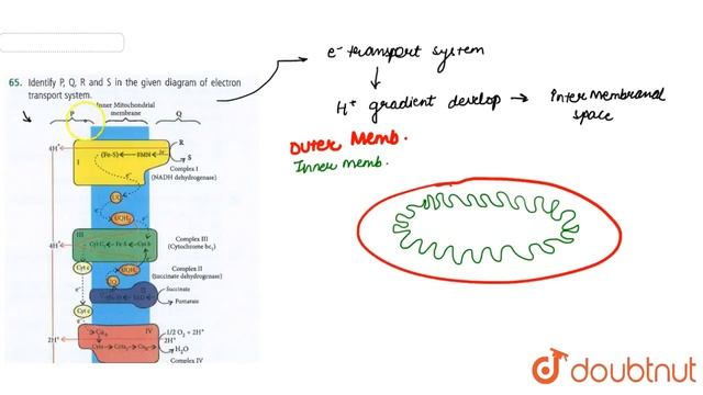 Identify P,Q,R and S in the given diagram of electron transport system. | 11 | RESPIRATION IN PL... смотреть онлайн