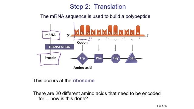 BIOL 107 - 15 - Genes, Genomes & the Genetic Code (March 26, 2021) смотреть онлайн