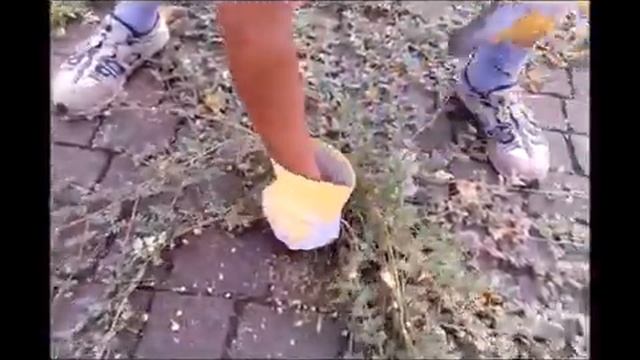 Tríbulus terréstris опасное растение! смотреть онлайн