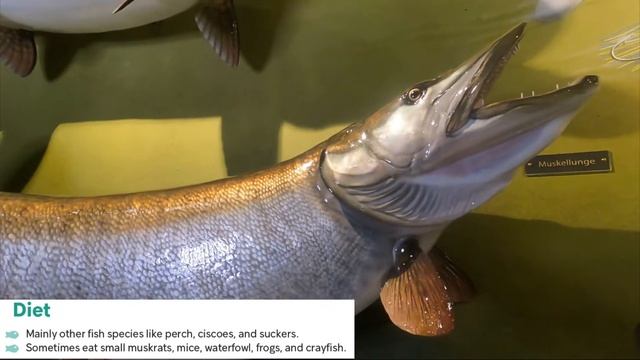 All About Muskie - Identification, Habitat, Spawning, Diet, Age & Size, Fishing Tips смотреть онлайн