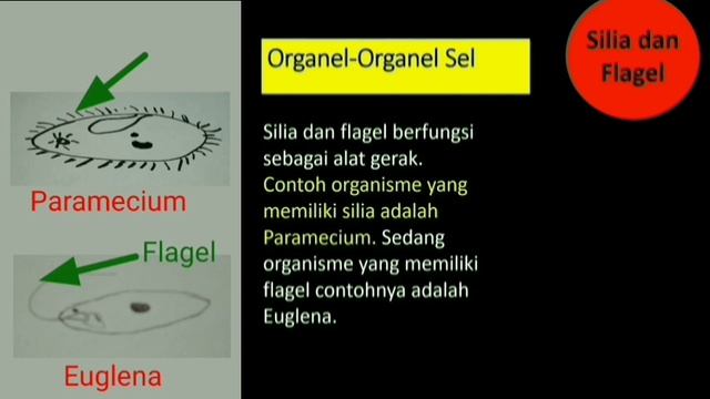 BIOLOGI SEL - PENYUSUN SEL - ORGANEL SEL BAG. 2 смотреть онлайн