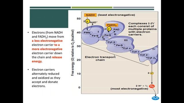 Cellular Respiration: Oxidative Phosphorylation (Part 5a) смотреть онлайн