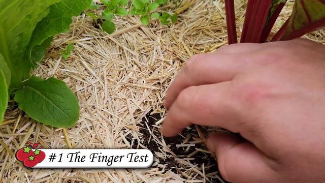 3 Ways To Check Your Soil Moisture - Garden Quickie Episode 75 смотреть онлайн