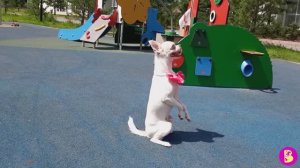 ВИКИ ЛАКИ ПРОВОДЯТ ПРАЗДНИКИ***ТРЮКИ с СОБАЧКОЙ