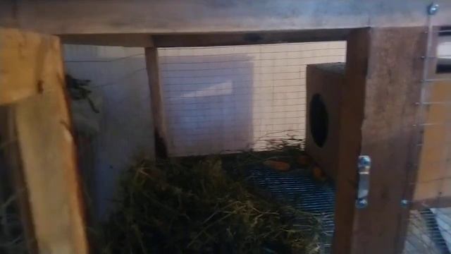 Геморагічка забрала всіх кролів. смотреть онлайн