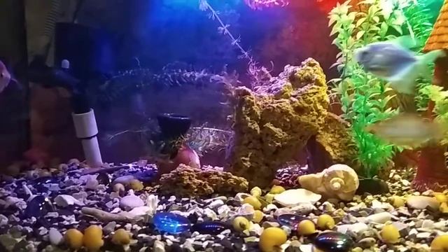 Игры барбусов смотреть онлайн