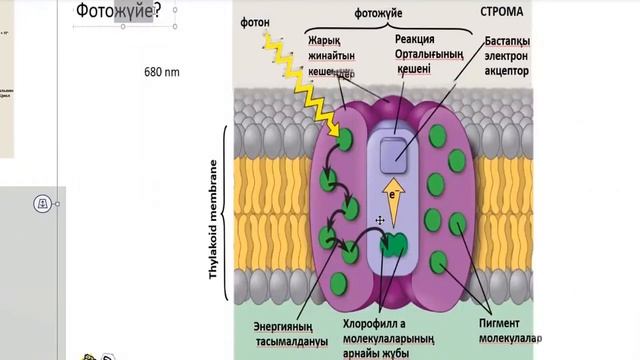 Биология 11 сынып. ФОТОСИНТЕЗДІҢ ЖАРЫҚ КЕЗЕҢІ ФОТОФОСФОРЛАУ смотреть онлайн
