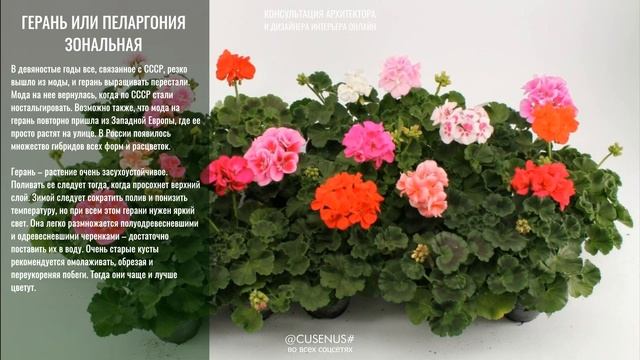 БАБУШКИНЫ ЦВЕТЫ. 10 позабытых цветов СССР #Cusenus #цветы #ссср #бабушкины смотреть онлайн
