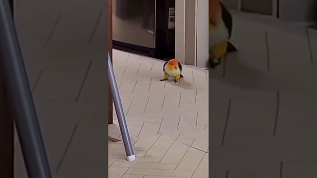 Побег из попугайшенка смотреть онлайн