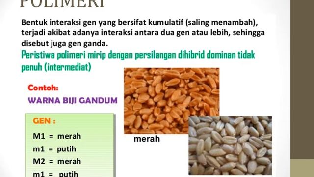 PENYIMPANGAN SEMU HUKUM MENDEL смотреть онлайн