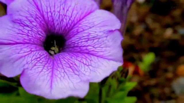 Система по обслуживанию территории в Умном Доме