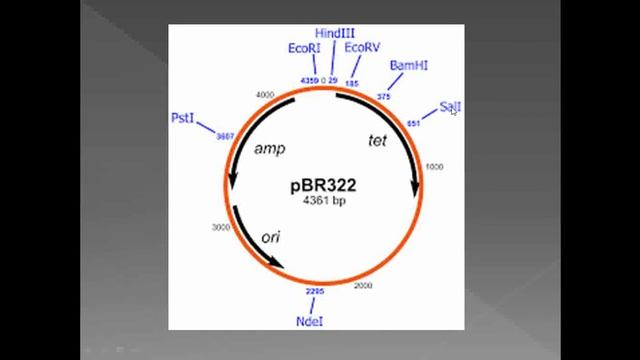Recombinant Vectors