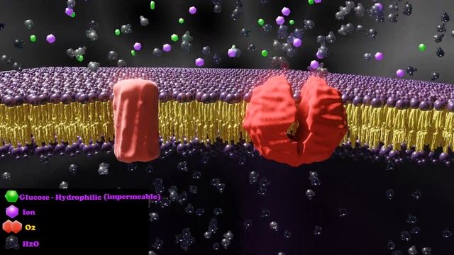 How the Plasma Membrane Works - Membrane Transport (Beginner) смотреть онлайн