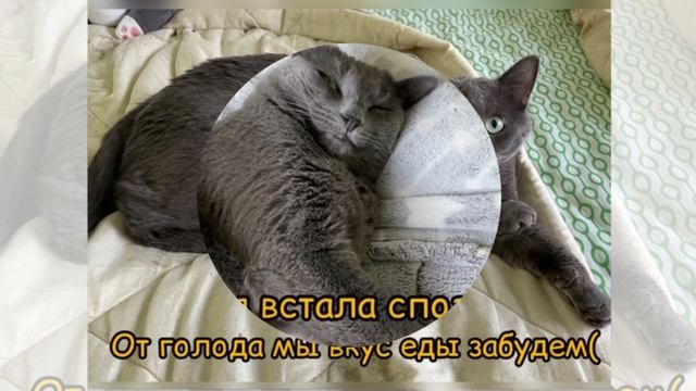 Бери пример с кошек смотреть онлайн