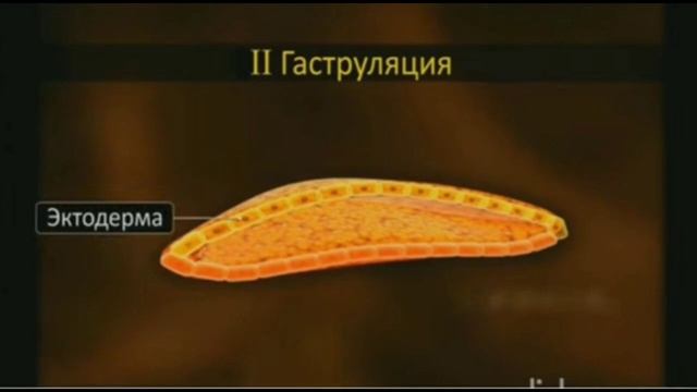 Онтогенез. Дуйшонкулова Арууке смотреть онлайн