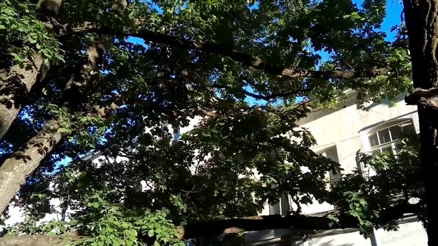 VID 20220624 201437 Видит Бог, надоело...1991(Гл. Горбовский)...Павел Васильев Лахтинский смотреть онлайн