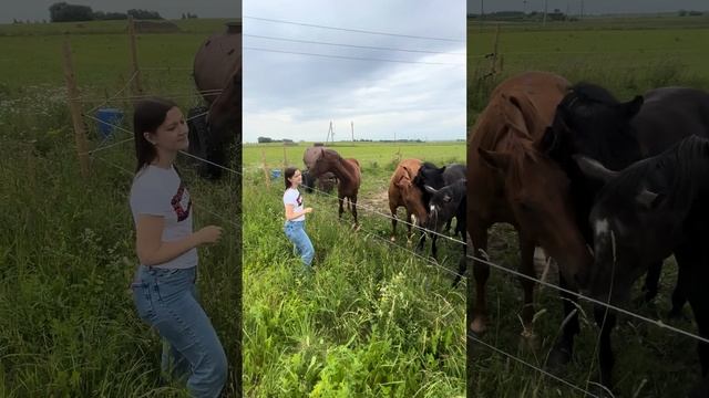 Лошади природа🤗