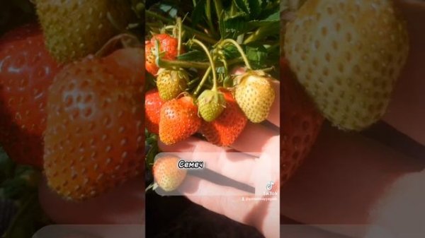 Трипс на клубнике