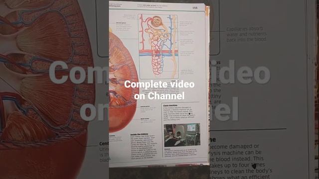 Easy Complete Notes Of Kidney On Channel